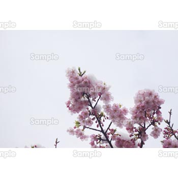 桜-写真46