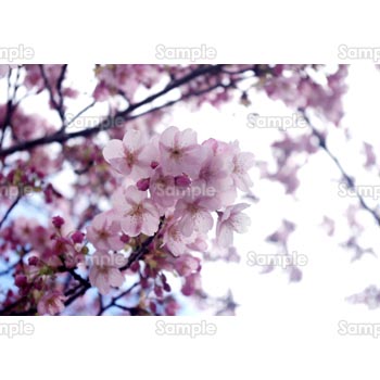 桜-写真47