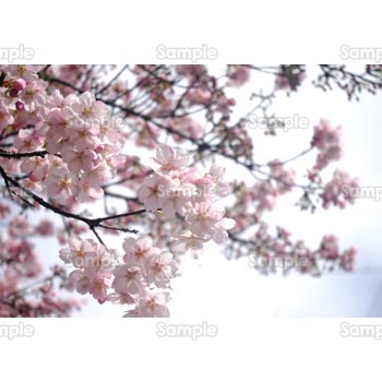 桜-写真48