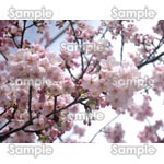 桜-写真49