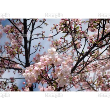 桜-写真50