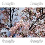 桜-写真50