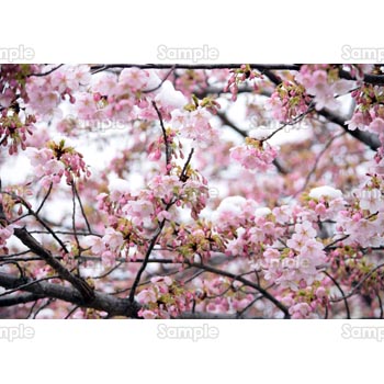 桜-写真51