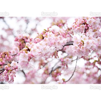 桜-写真53