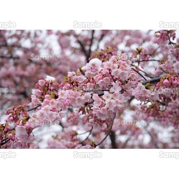 桜-写真54