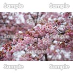 桜-写真54