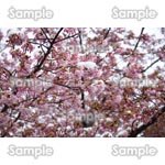 桜-写真55