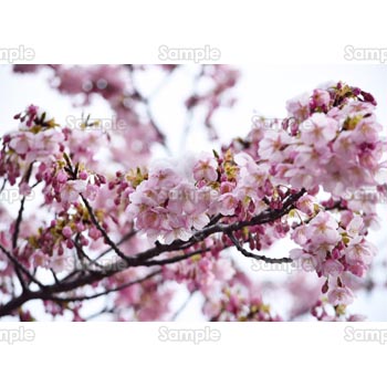 桜-写真56