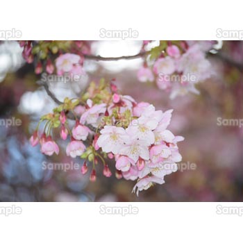 桜-写真59