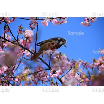 桜-写真60
