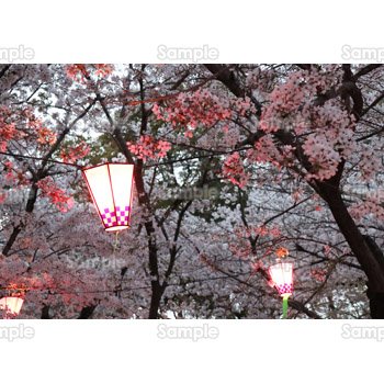 夜桜1