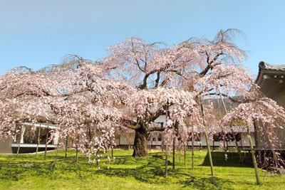 醍醐の桜