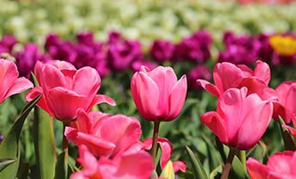 写真-花・植物の写真のテンプレート一覧へ