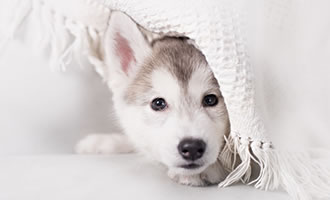 写真-動物・生き物の写真 