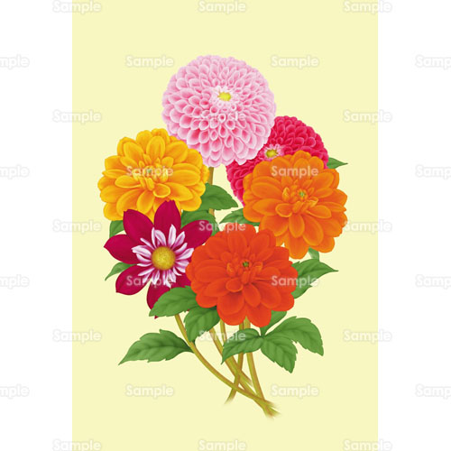 ダリア 花 ブーケ 花束 のイラスト 001 0036 クリエーターズスクウェア
