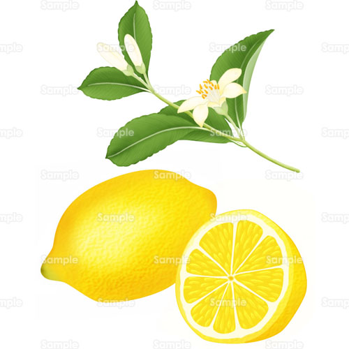 レモン 檸檬 花 レモン 檸檬 果物 フルーツ のイラスト 001 0051