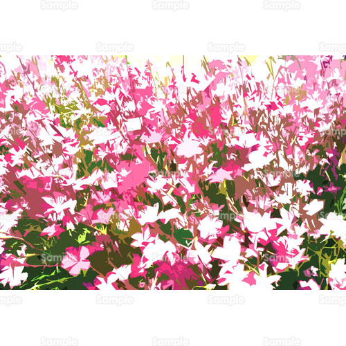 芝桜 シバザクラ 花 花畑 のイラスト 002 0031 クリエーターズスクウェア