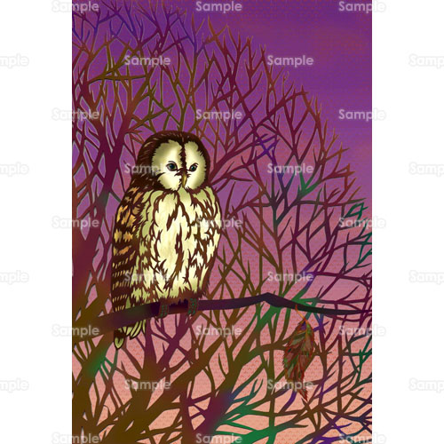 フクロウ 夜 鳥 のイラスト 026 0035 クリエーターズスクウェア