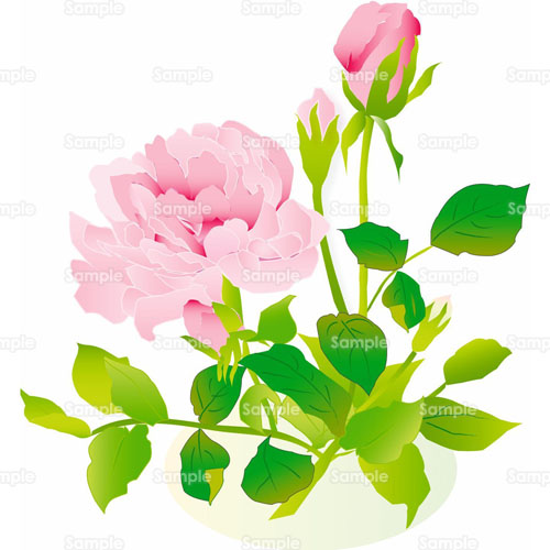 薔薇 バラ 芍薬 シャクヤク 花 のイラスト 031 0006 クリエーターズスクウェア
