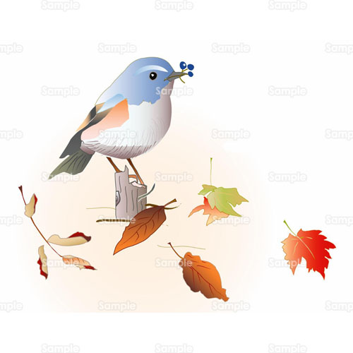 小鳥 鳥 ルリビタキ 紅葉 落ち葉 のイラスト 031 0010 クリエーターズスクウェア