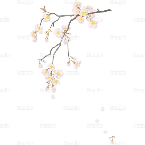 さくら柄,山桜,桜,さくら,花,のイラスト(031_0011) | クリエーターズスクウェア