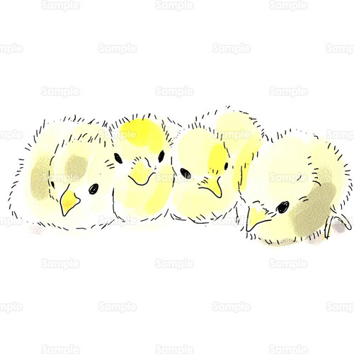 ひよこ ひな 鳥 のイラスト 040 0133 クリエーターズスクウェア