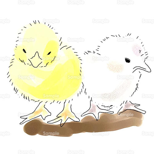 ひよこ ひな 鳥 のイラスト 040 0140 クリエーターズスクウェア