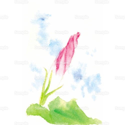 水彩画 朝顔 アサガオ 花 のイラスト 058 0039 クリエーターズスクウェア