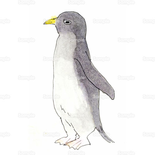 ペンギン のイラスト 058 0051 クリエーターズスクウェア