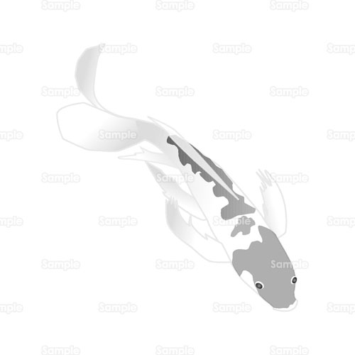 魚 鯉 さかな コイ のイラスト 079 0005 クリエーターズスクウェア 魚 鯉 さかな コイ のイラスト 079 0005 クリエーターズスクウェア