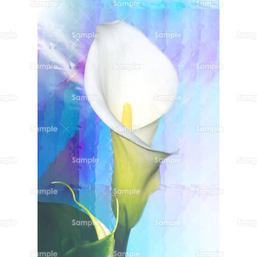 カラー 花 のイラスト 094 0301 クリエーターズスクウェア