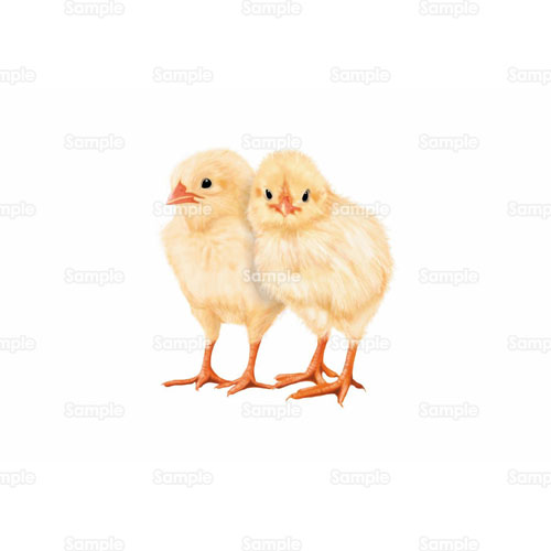 ひよこ 雛 ひな 鳥 こども のイラスト 105 0003 クリエーターズスクウェア