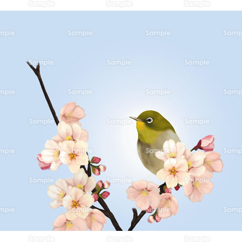 桜のイラスト 105 0033 花歳時記 春を彩る桜のイラスト テンプレート集