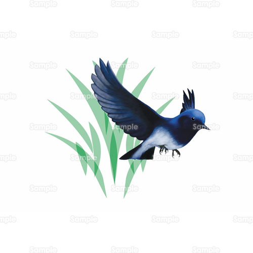 鳥 オオルリ バードウォッチング のイラスト 105 0054 クリエーターズスクウェア 鳥 オオルリ バードウォッチング のイラスト 105 0054 クリエーターズスクウェア