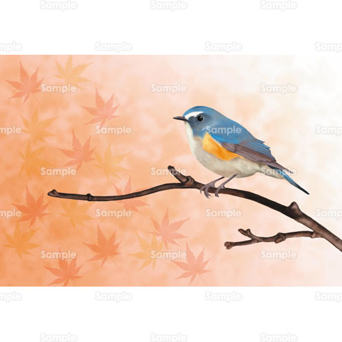 鳥 小鳥 ルリビタキ 紅葉 もみじ 楓 かえで のイラスト 105 0071 クリエーターズスクウェア