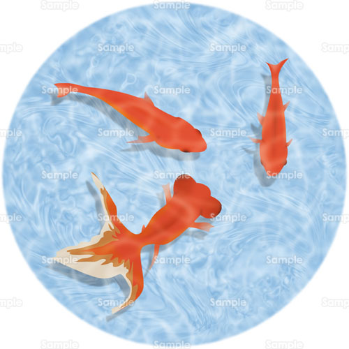 金魚 のイラスト 105 0341 クリエーターズスクウェア