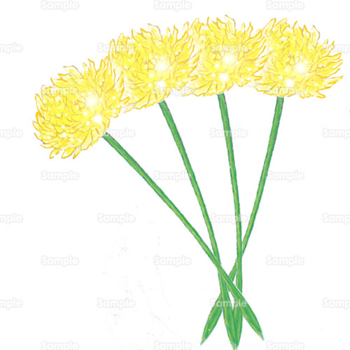 蒲公英 タンポポ 花 ダウンロード 花のイラスト素材集 花 はな スクウェア 110 0005