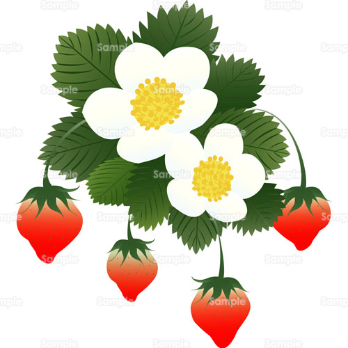 苺 イチゴ ワイルドストロベリー 花 のイラスト 1 0056 クリエーターズスクウェア