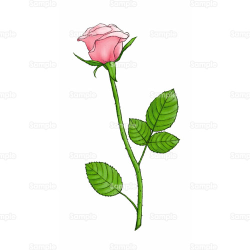 薔薇 バラ 花 のイラスト 144 0045 クリエーターズスクウェア