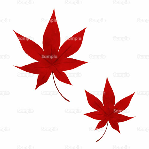 紅葉 もみじ 楓 かえで 葉 のイラスト 144 0070 クリエーターズスクウェア
