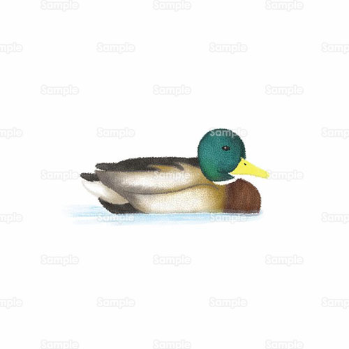 鳥 鴨 カモ マガモ のイラスト 144 0129 クリエーターズスクウェア