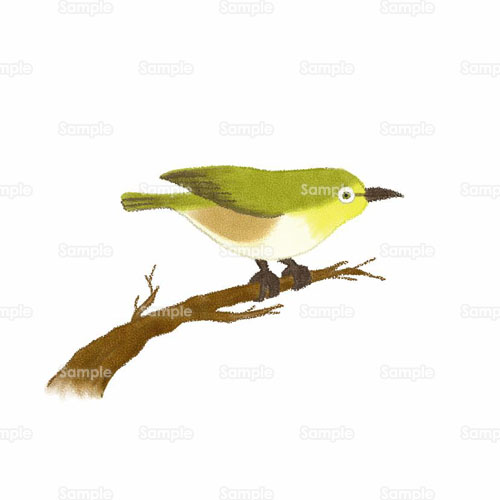 鳥 メジロ 鶯 のイラスト 144 0134 クリエーターズスクウェア