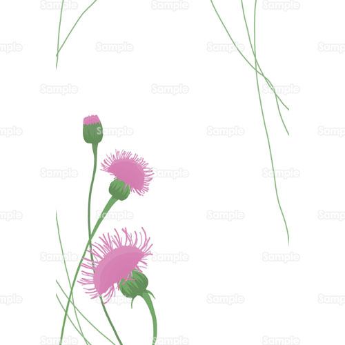 山野草 アザミ 薊 花 のイラスト 161 0164 クリエーターズスクウェア