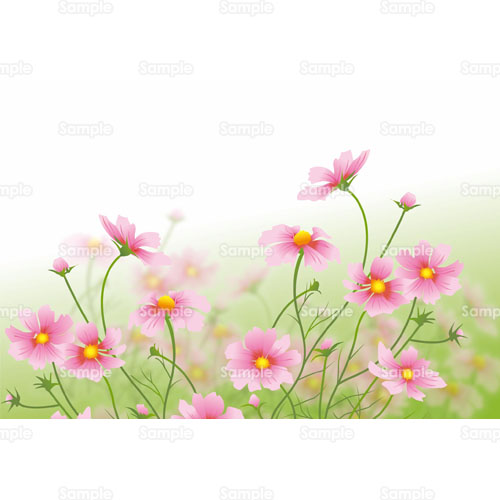 コスモス 秋桜 花 のイラスト 177 0005 クリエーターズスクウェア