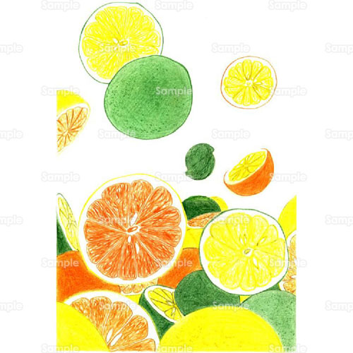 柑橘 レモン 檸檬 オレンジ ライム シトラス 果物 フルーツ のイラスト 178 0027 クリエーターズスクウェア