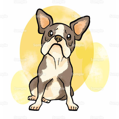 ;t`EuhbO,French Bulldog,,Ck,