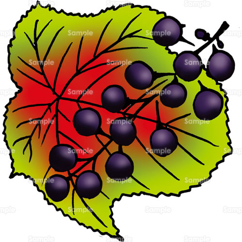 ヤマブドウ 山ぶどう 実 葉 のイラスト 6 0133 クリエーターズスクウェア