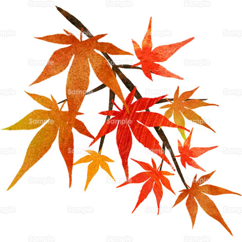 紅葉 もみじ 枝 葉っぱ のイラスト 241 0069 クリエーターズスクウェア