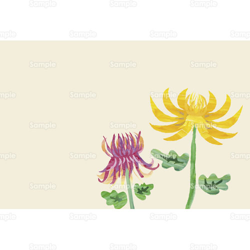 菊 キク 花 のイラスト 241 0073 クリエーターズスクウェア