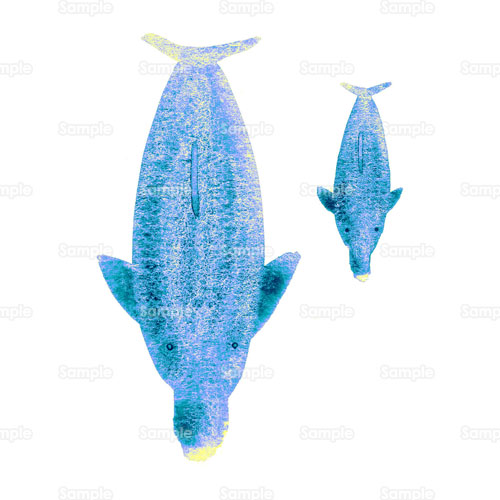 ジュゴン イルカ クジラ 親子 水族館 海 のイラスト 264 0009 クリエーターズスクウェア